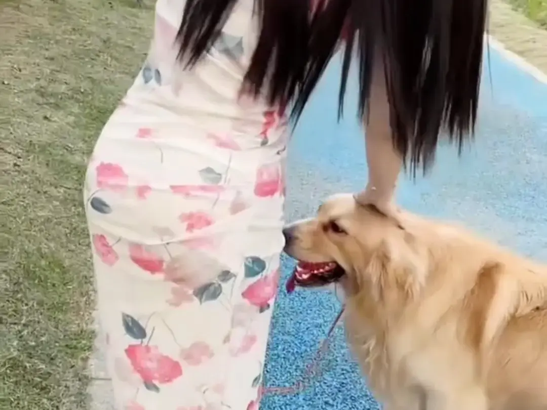 《抖音香香公主与爱犬金毛》科普视频完整版在线免费观看，了解香香公主与爱犬的温馨日常直播回放网盘资源免费领取-高清无删减版