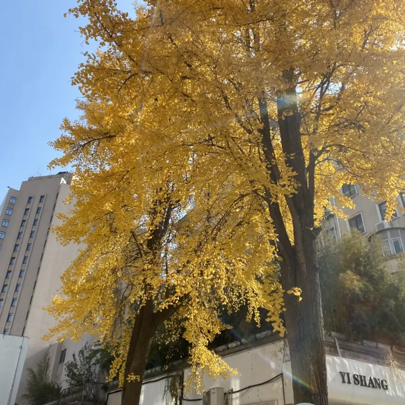 《女人与狗》1080P高清在线播放-俄罗斯电影女人与狗全集免费观看-无删减版剧情无广告流畅播放-女人与狗HD高清画质网盘资源